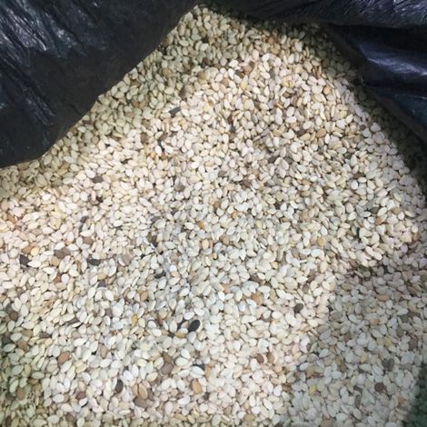 Sesame Seeds