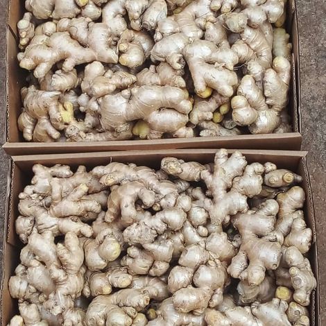 Premium Fresh Ginger from Uganda — Aromatic, High Quality Roots