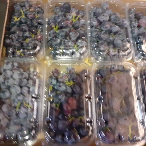 [Agrorizao]_[Grape]