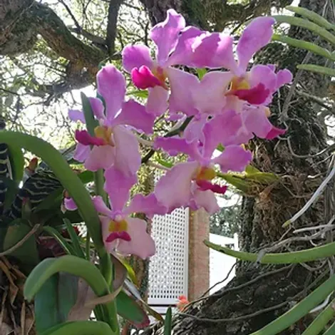 The Litchi Orchard