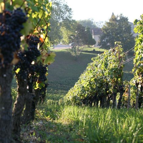 Fresh from the vineyard