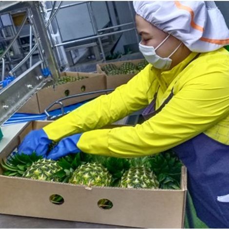 Avante Agri-Products_Pineapple_MD2/GOLD