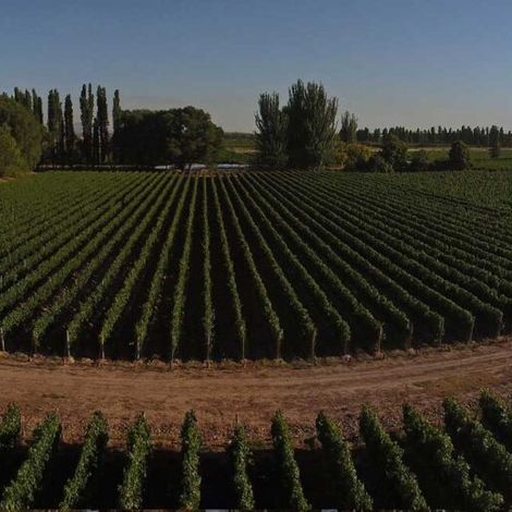 Clop Wines - Vineyard