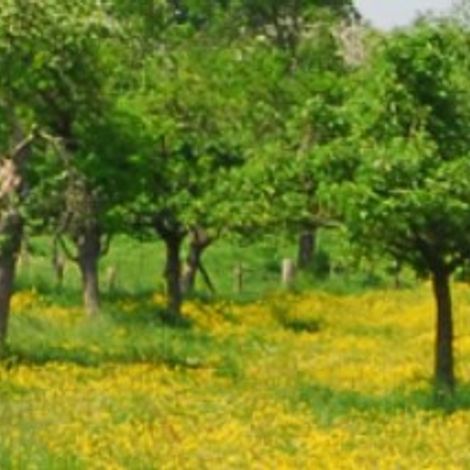 J Boussier = Plantation