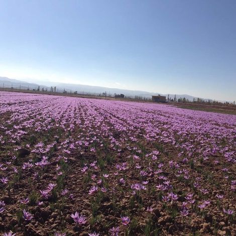 Roshan Saffron - Plantation
