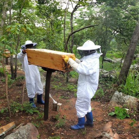 Checking Hives
