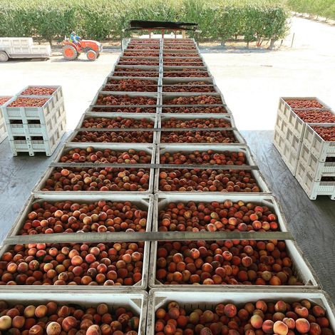 Kingsburg Orchards - Products