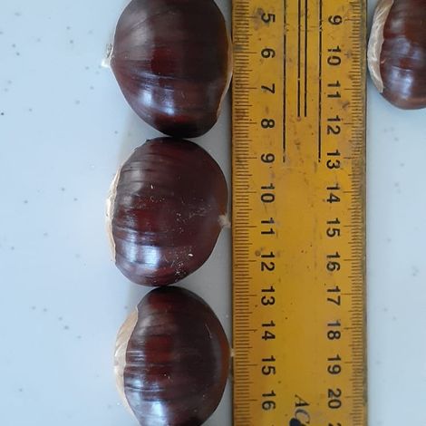 Our Chestnuts
