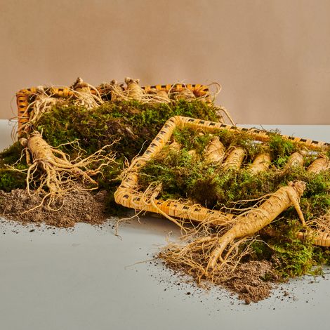 Ginseng production