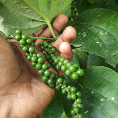 Black Pepper