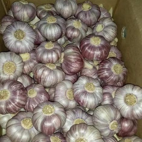 Dry Garlic.jpg