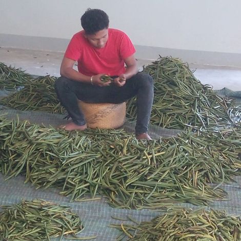 Curing vanilla