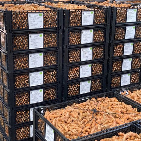 Fresh Turmeric-1