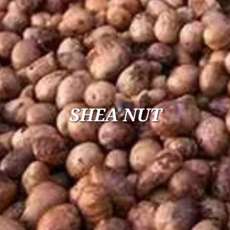 SHEA NUT
