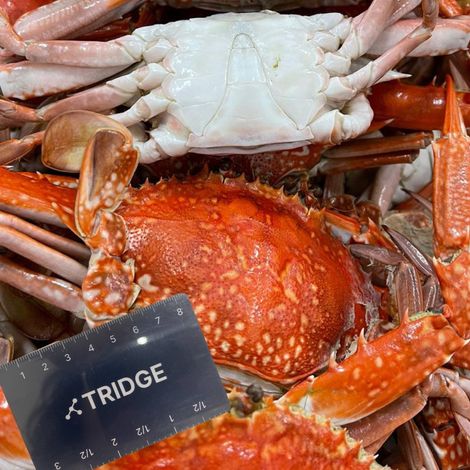 Tridge_TN_Frozen Crab