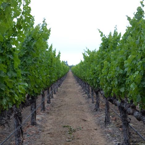 The Debate_Wine_Vineyards2