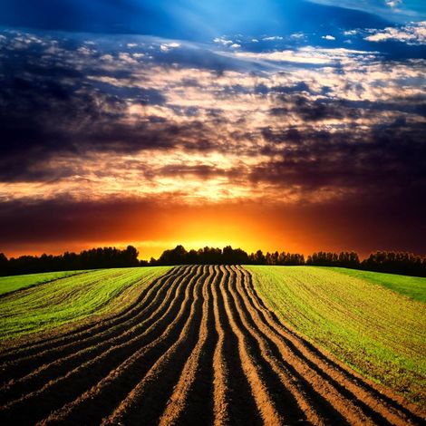 Okrouhlicka Agricultural Cooperative - Plantation