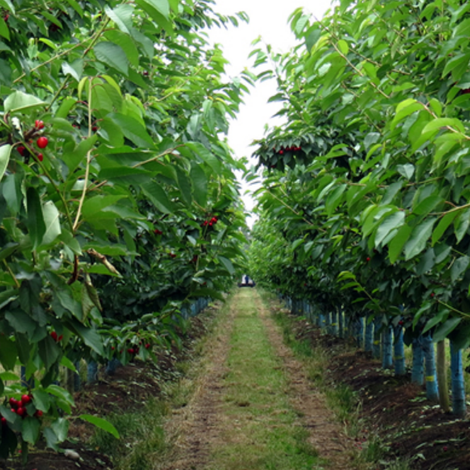COMPANIA CHILENA DE LA FRUTA S A