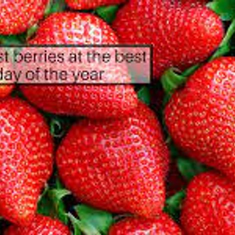 Consumer Fresh Produce Inc