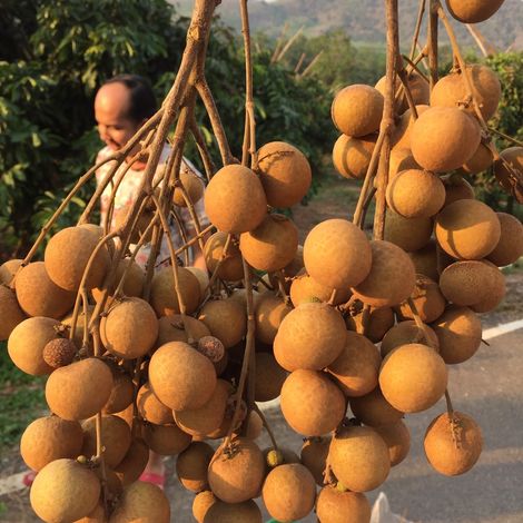 Longan