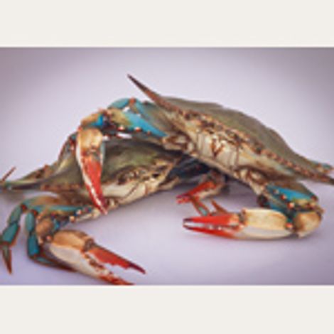 Pontchartrain Blue Crab, Inc