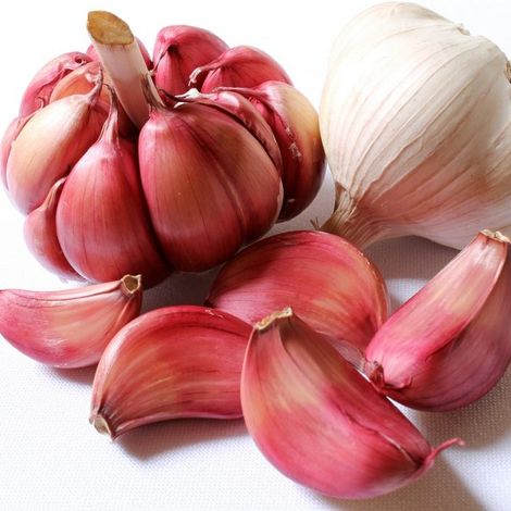 Berpadi World Garlic