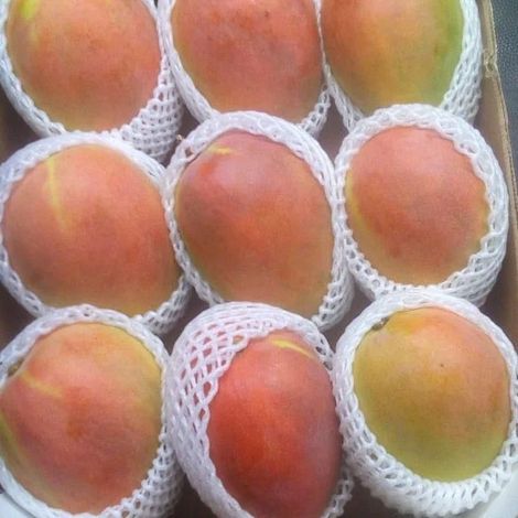 Kent Mango