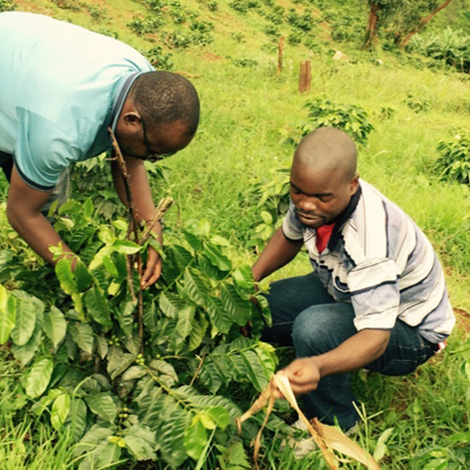 The Village Farms Limited