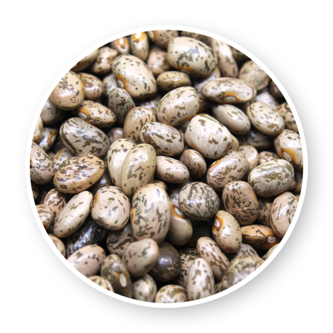 Abaymado Export