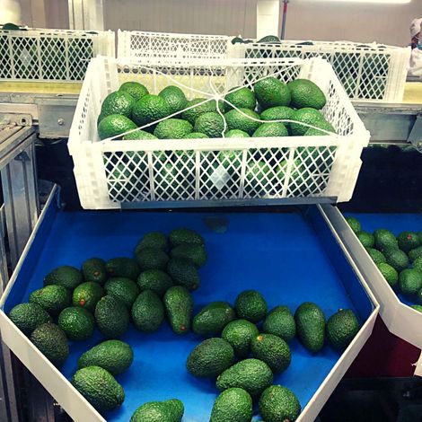 Fruty Green S.A.S. - Production