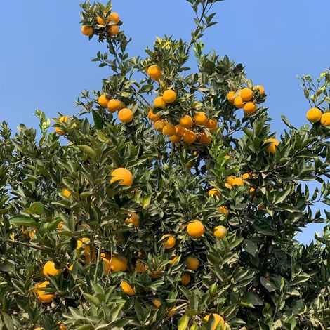 El Shrouk for food industries