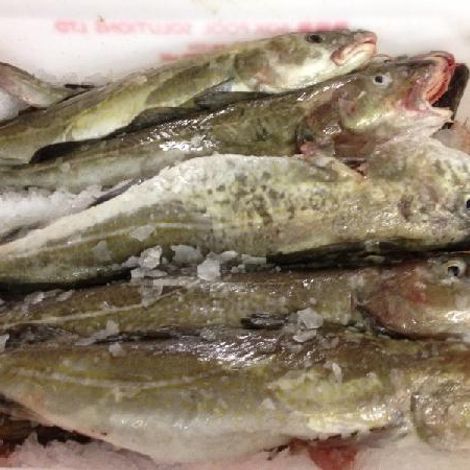 Whole Cod.jpeg