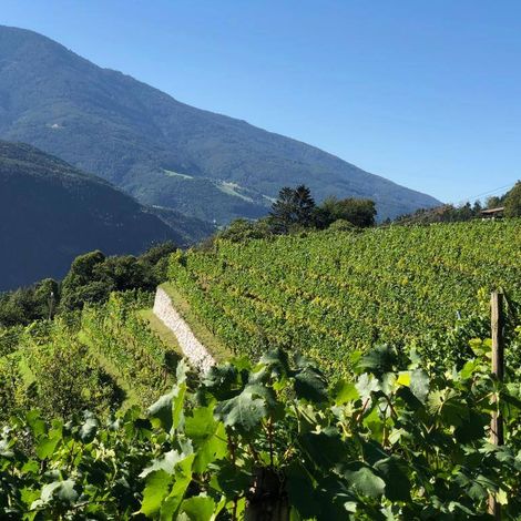 K.Martini & Sohn - Vineyard