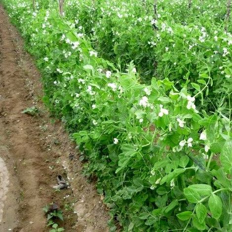 galeria-peruvian-exportacion-agro-peru-15.jpg