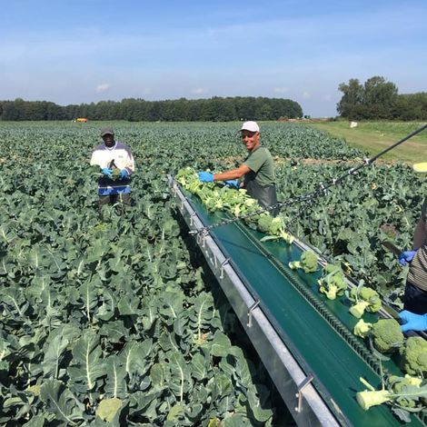 Biobrass - Harvest Season