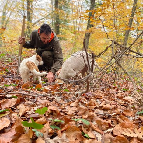 Truffle hunting