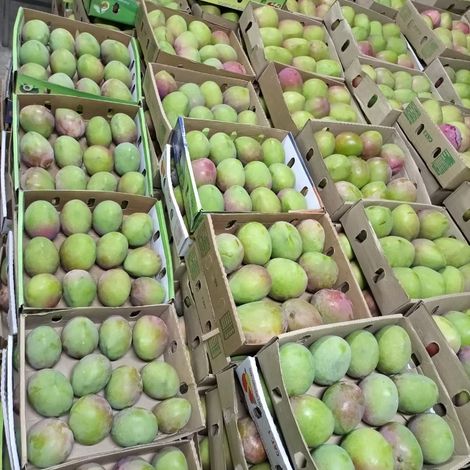 Succulent Mangoes ready for export.