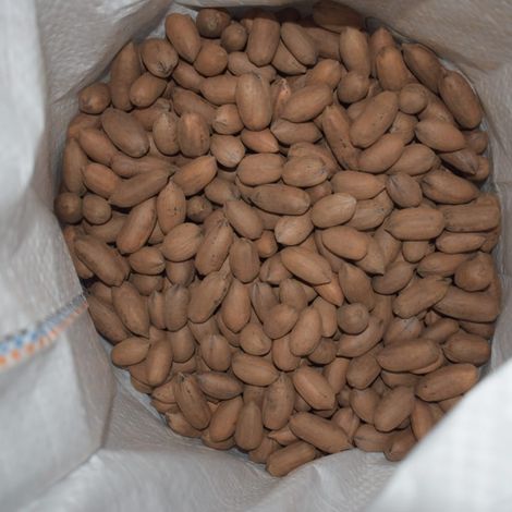 Inshell Pecan Nuts from Argentina