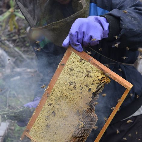 Elevated Honey Co. - Honey Harvest