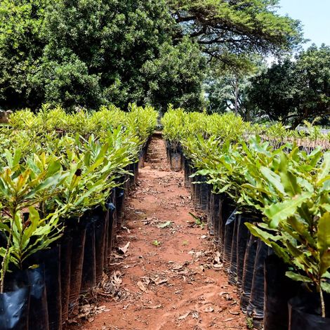 Avoridge & Macridge - Avocado Seedlings