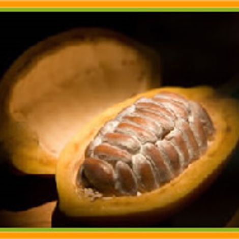 cacao