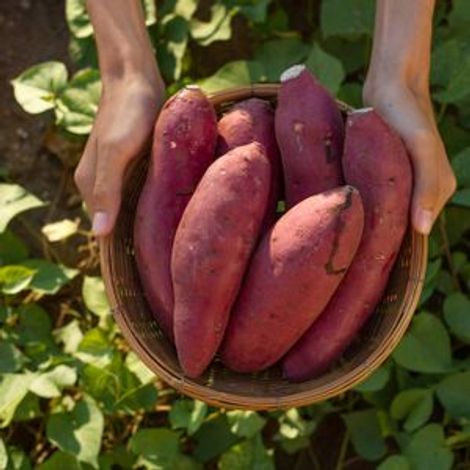 Sweet Potato