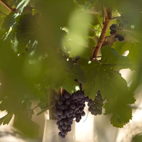 Alchimia Wines's grapes