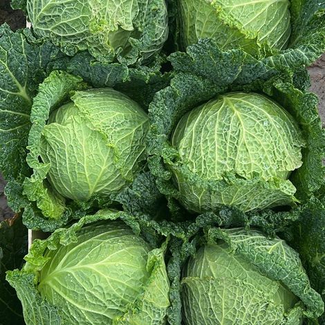 Savoy Cabbage