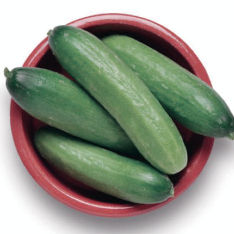 MINI CUCUMBER