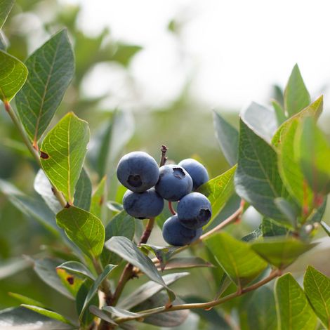 San José Farms - Blueberries Plantation