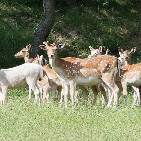 Wildhof Joachim Krischker - Deer