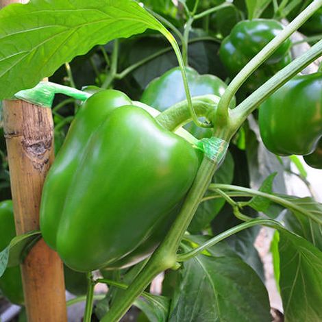 green-bell-pepper-plant-600x450.jpg