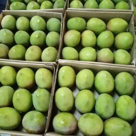 Mula export limited_apple mango_ size 9-12