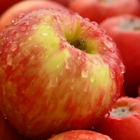 Greenridge Fruit Inc